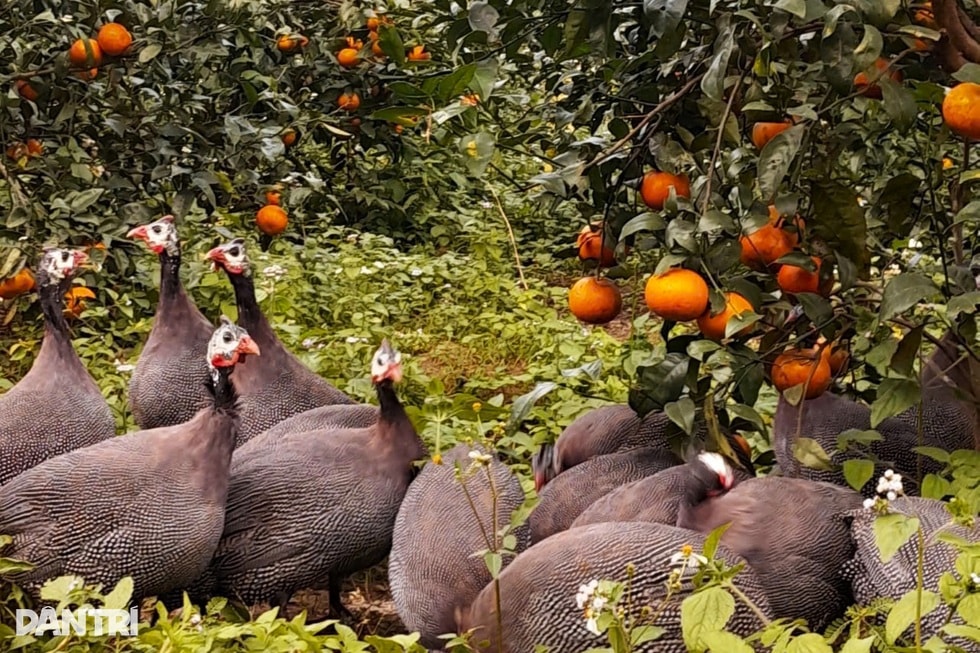 Người kết duyên quýt Jeju với chanh rừng ở thung lũng đá vôi Phủ Quỳ - 5