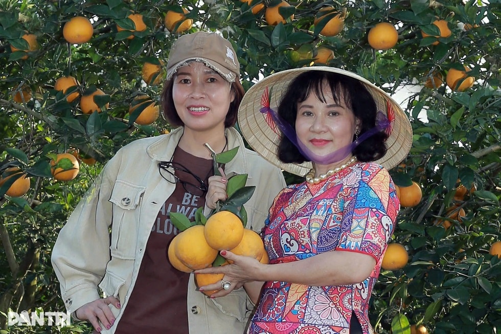 Người kết duyên quýt Jeju với chanh rừng ở thung lũng đá vôi Phủ Quỳ - 4