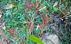 Vụ mẹ tử vong, con gái 6 tuổi bị vùi lấp dưới đất khi đi mua lợn: Sức khỏe bé gái 7 tuổi hiện ra sao? - Ảnh 3.