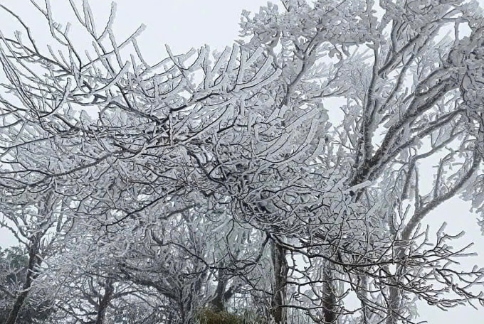 Băng giá trên đỉnh Phia Oắc (Cao Bằng) ngày 6/1. Ảnh: Đặng Khương