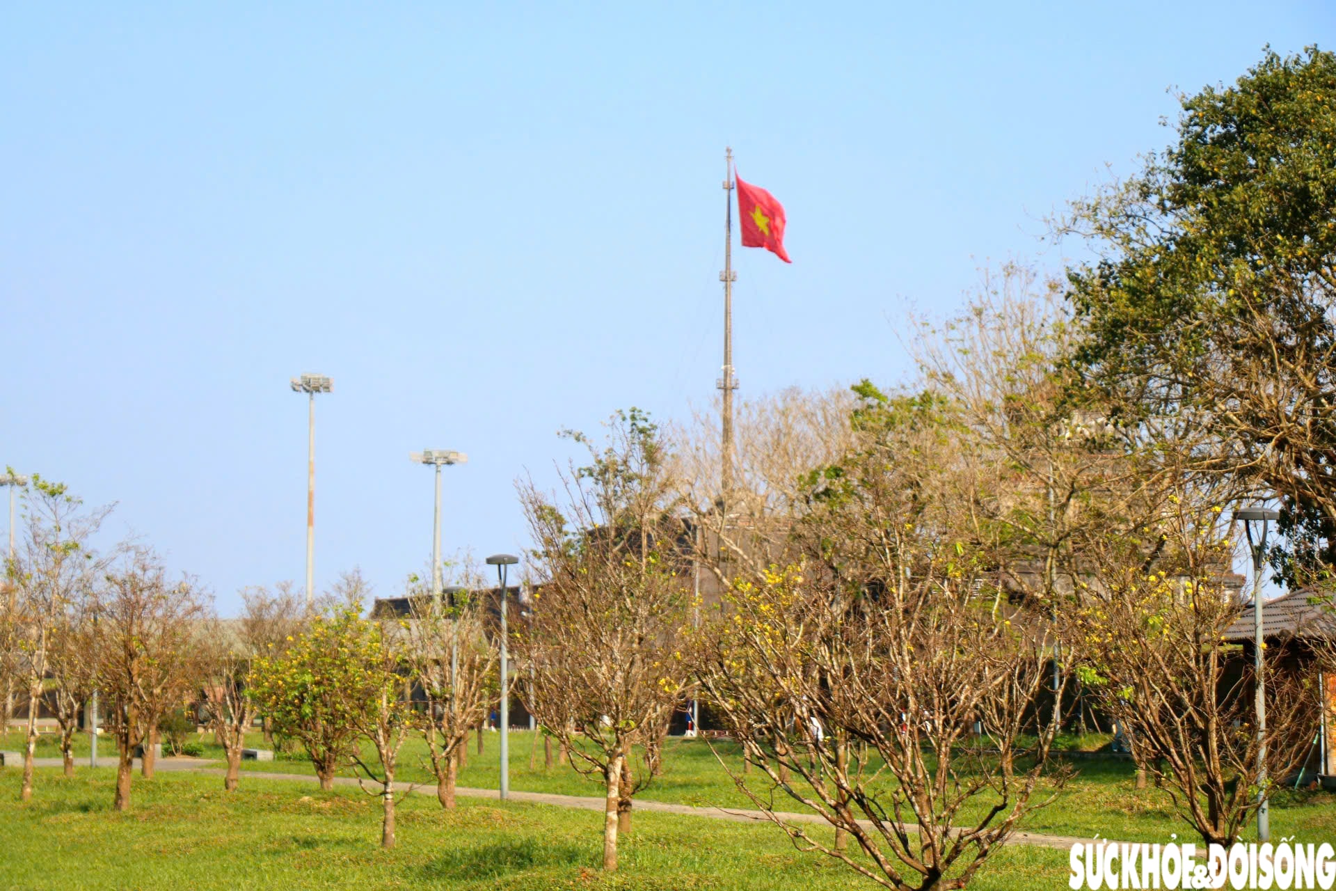 Ngắm mai vàng khoe sắc rực rỡ trong Kinh thành Huế- Ảnh 1.