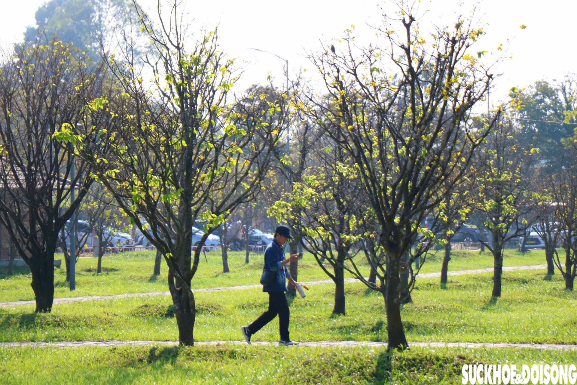 Ngắm mai vàng khoe sắc rực rỡ trong Kinh thành Huế- Ảnh 3.