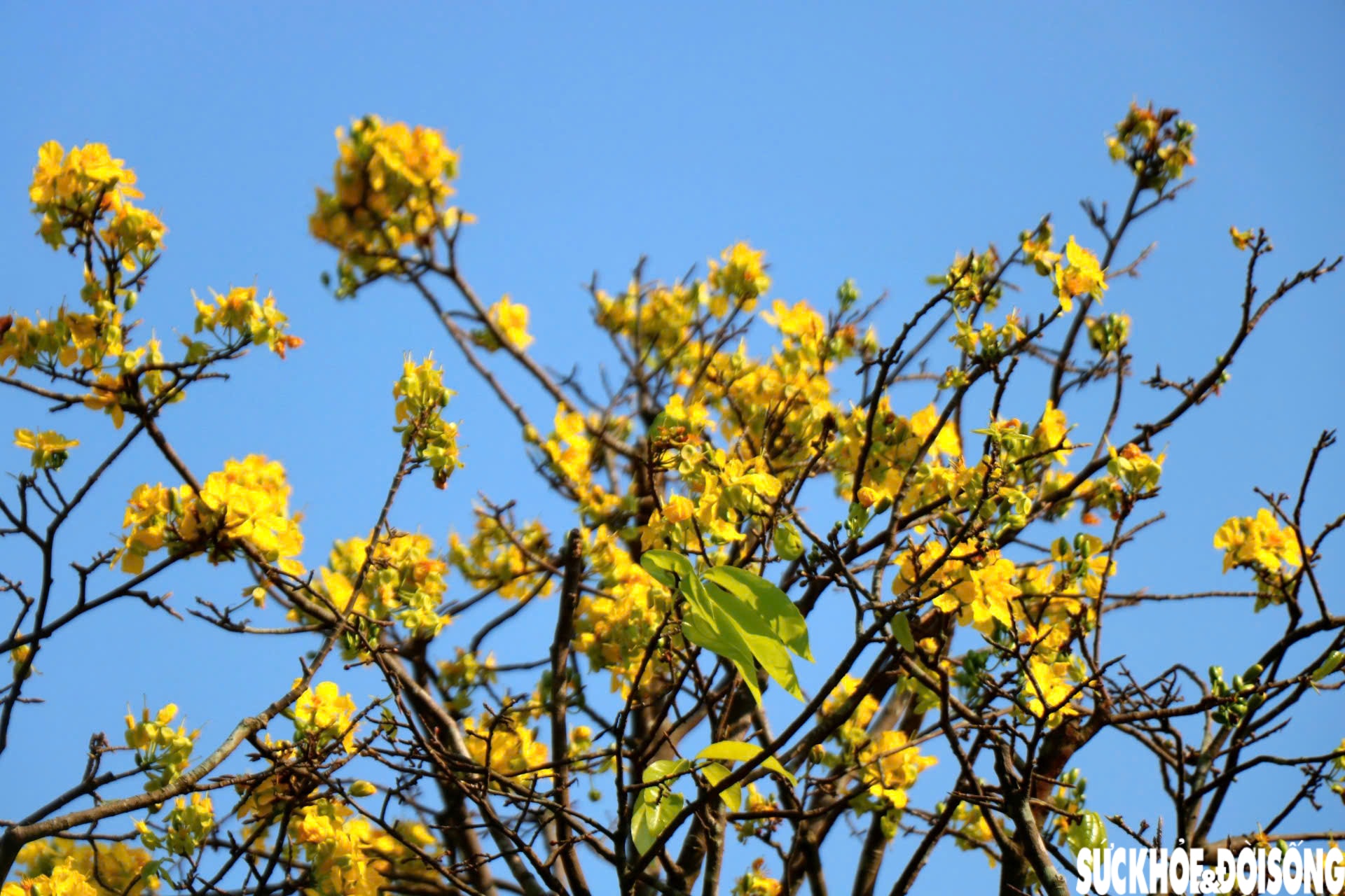 Ngắm mai vàng khoe sắc rực rỡ trong Kinh thành Huế- Ảnh 5.