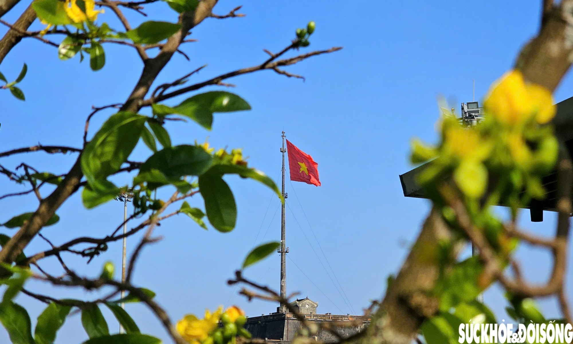 Ngắm mai vàng khoe sắc rực rỡ trong Kinh thành Huế- Ảnh 6.