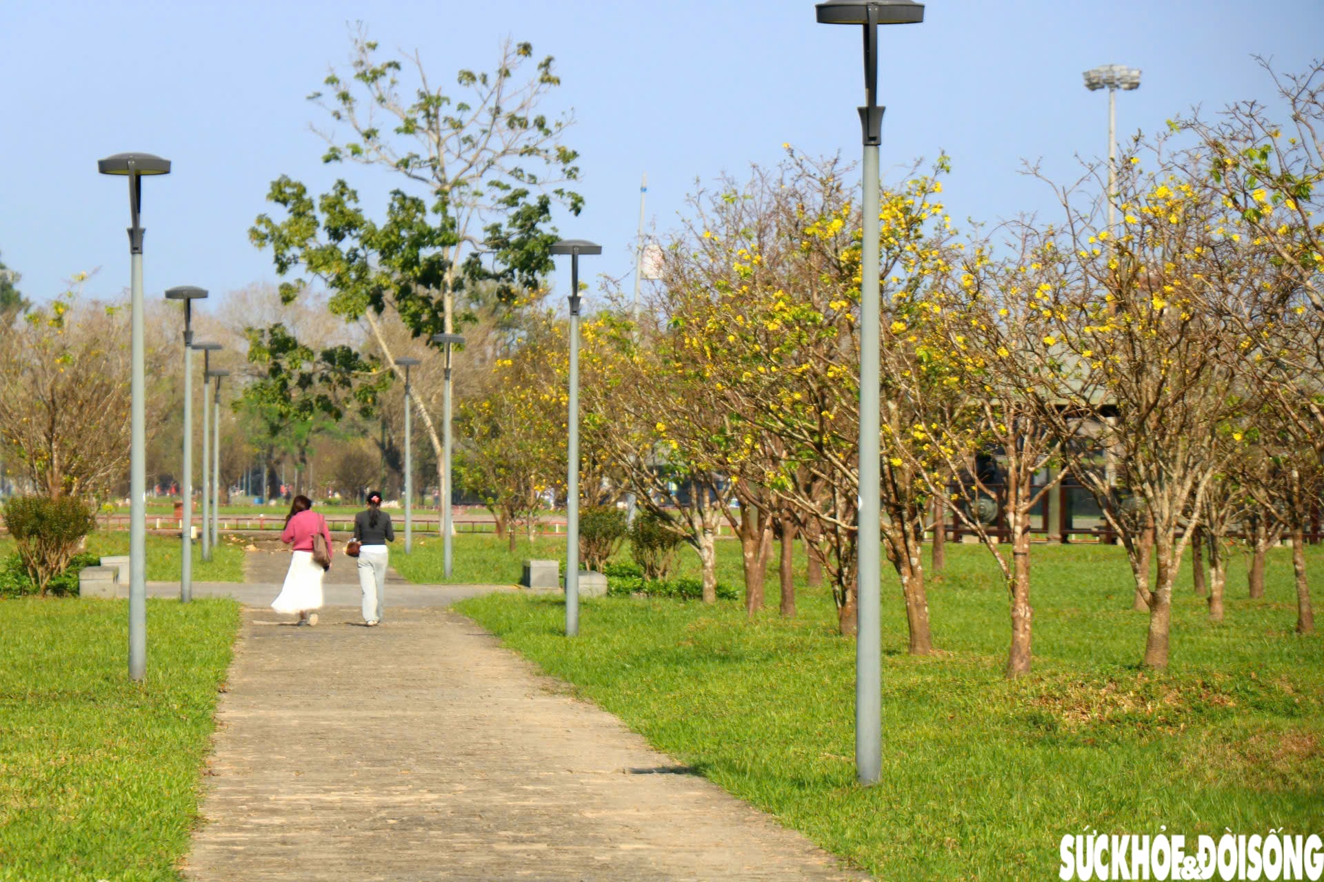 Ngắm mai vàng khoe sắc rực rỡ trong Kinh thành Huế- Ảnh 7.