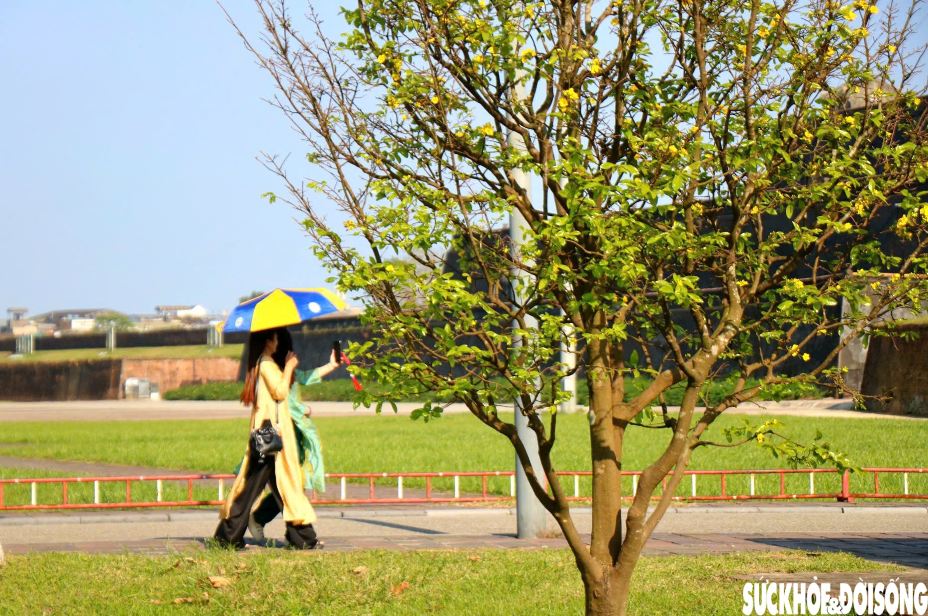 Ngắm mai vàng khoe sắc rực rỡ trong Kinh thành Huế- Ảnh 8.