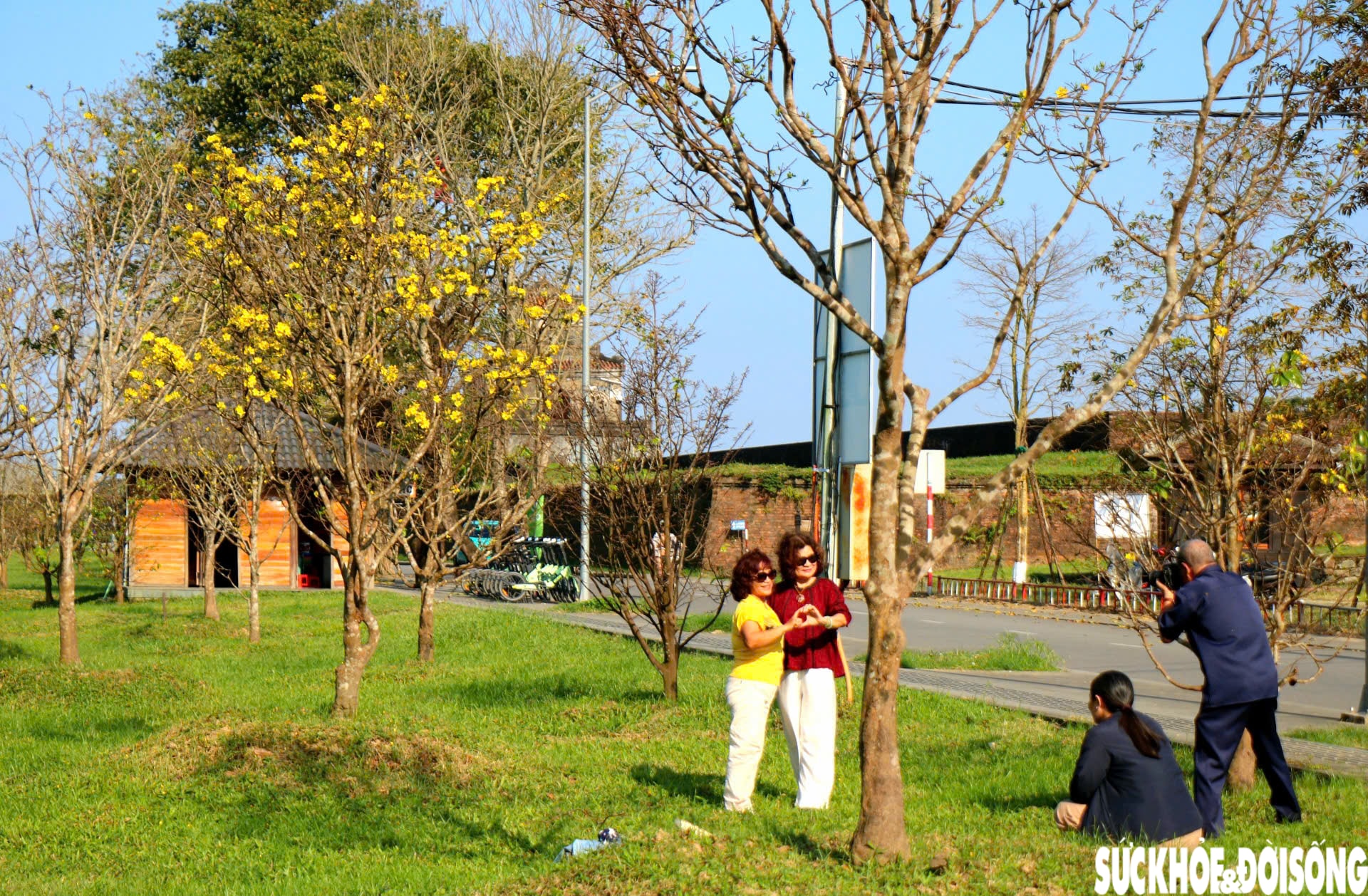 Ngắm mai vàng khoe sắc rực rỡ trong Kinh thành Huế- Ảnh 9.