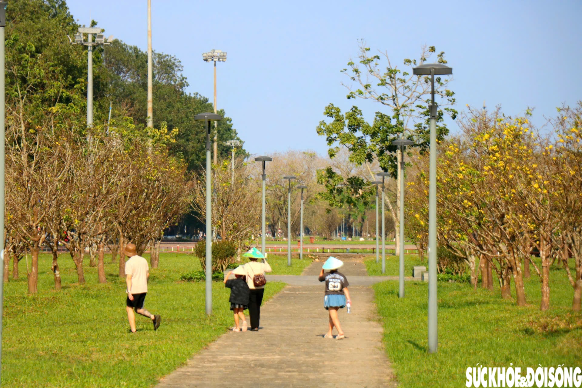 Ngắm mai vàng khoe sắc rực rỡ trong Kinh thành Huế- Ảnh 10.