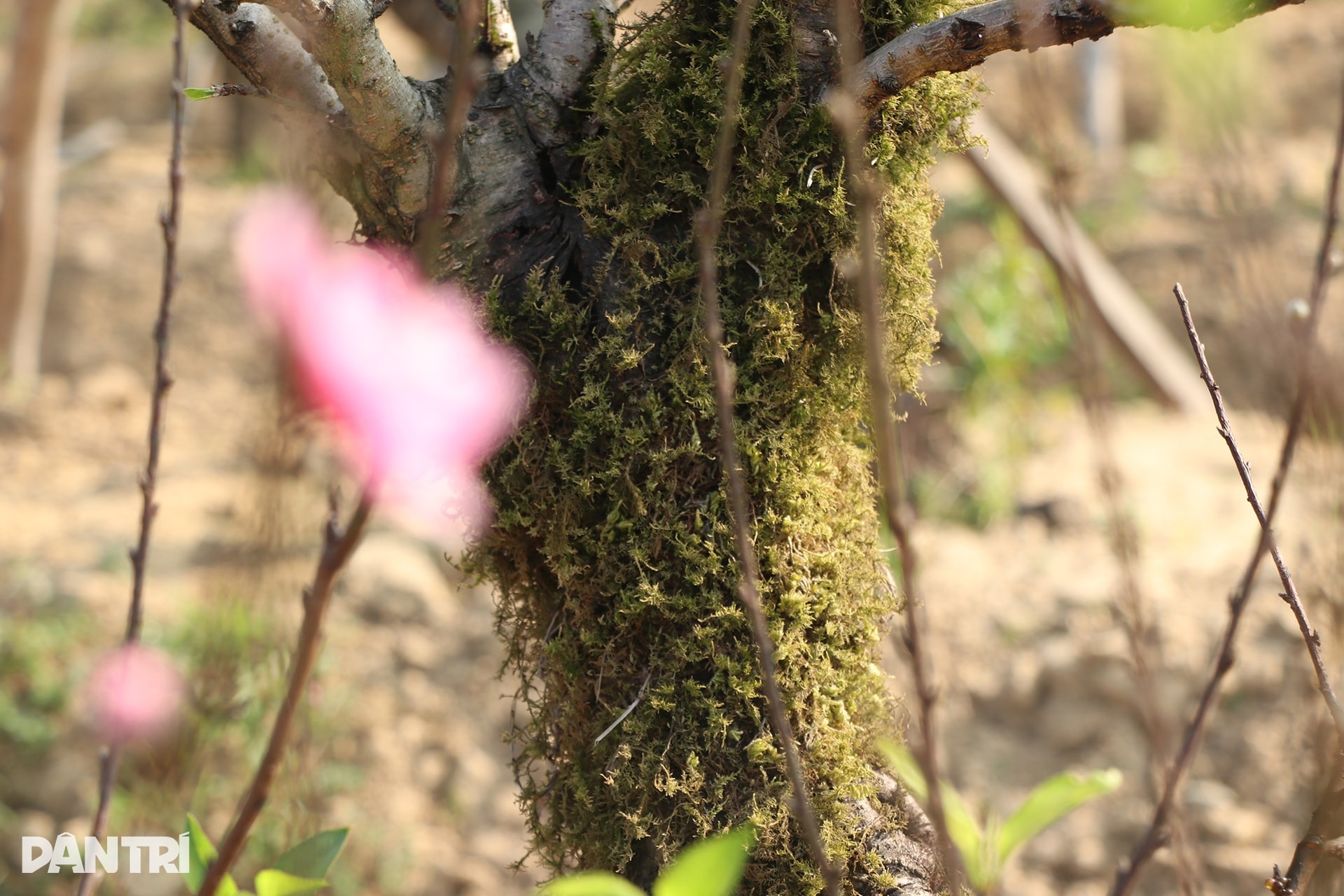 Trồng đào Tết nhưng không bán, người đàn ông vẫn bỏ túi nửa tỷ đồng mỗi năm - 7