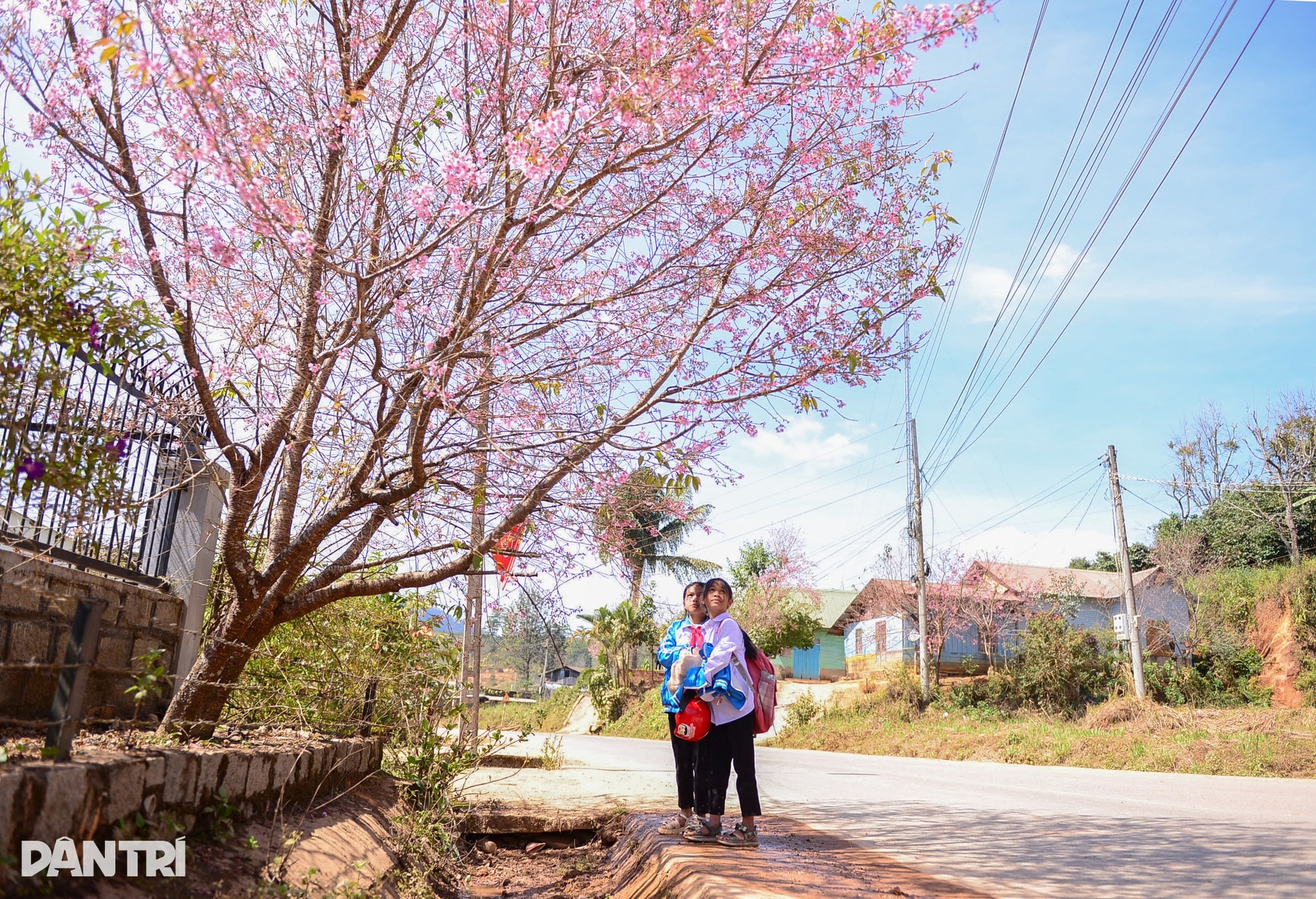 Mai anh đào bung nở, nhuộm hồng làng K’Ho ngoại ô Đà Lạt - 3