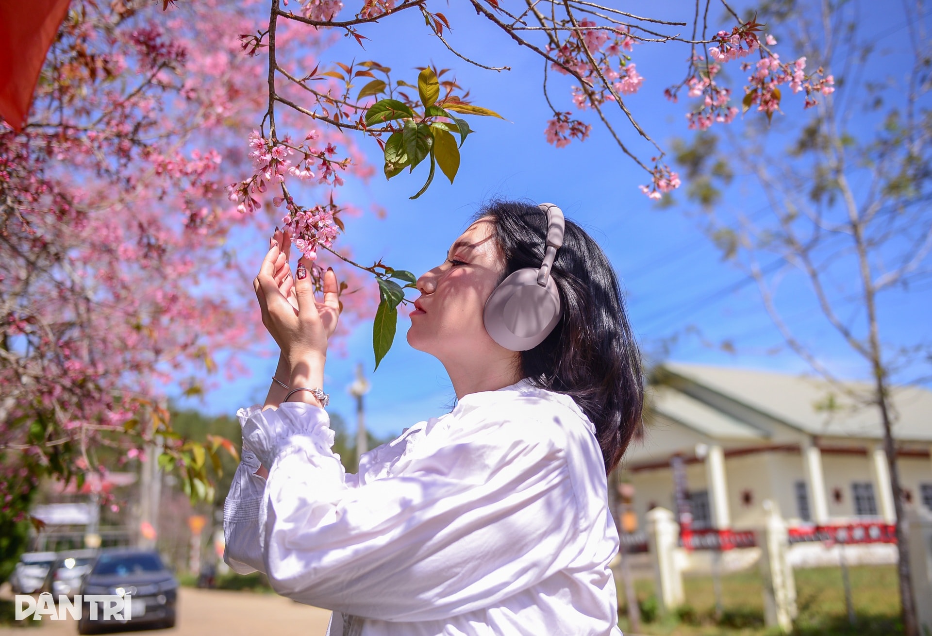 Mai anh đào bung nở, nhuộm hồng làng K’Ho ngoại ô Đà Lạt - 7