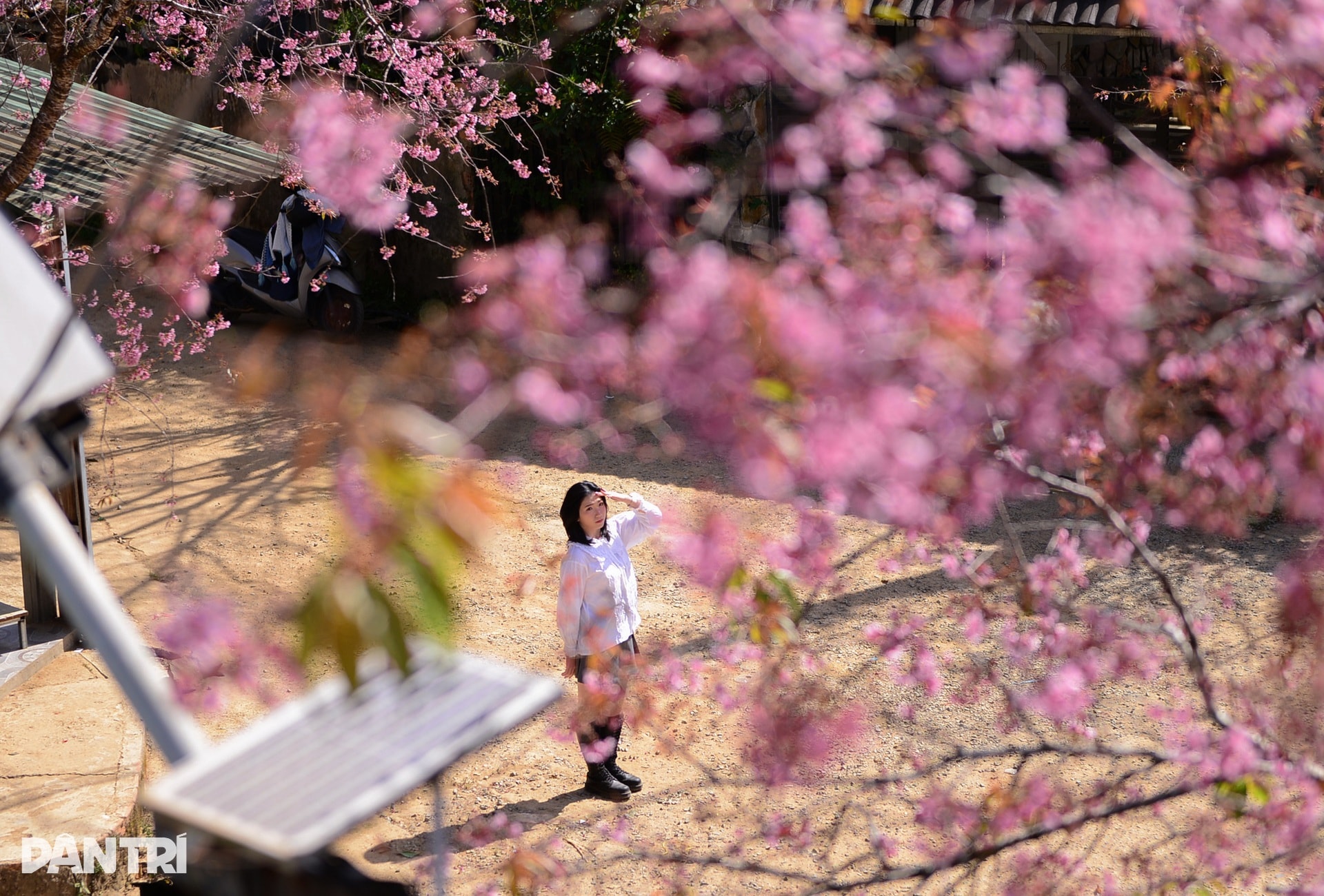 Mai anh đào bung nở, nhuộm hồng làng K’Ho ngoại ô Đà Lạt - 9