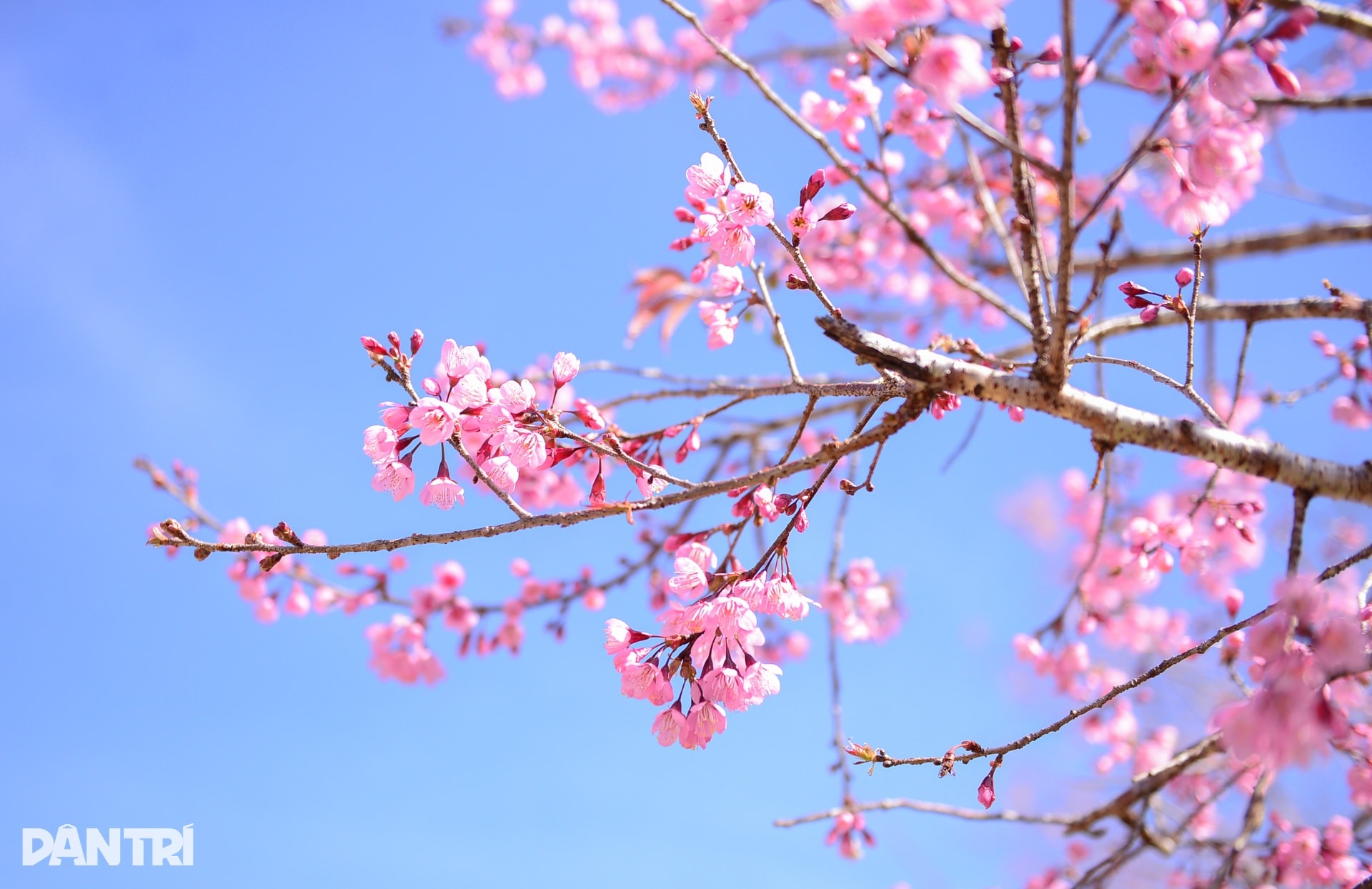 Mai anh đào bung nở, nhuộm hồng làng K’Ho ngoại ô Đà Lạt - 4