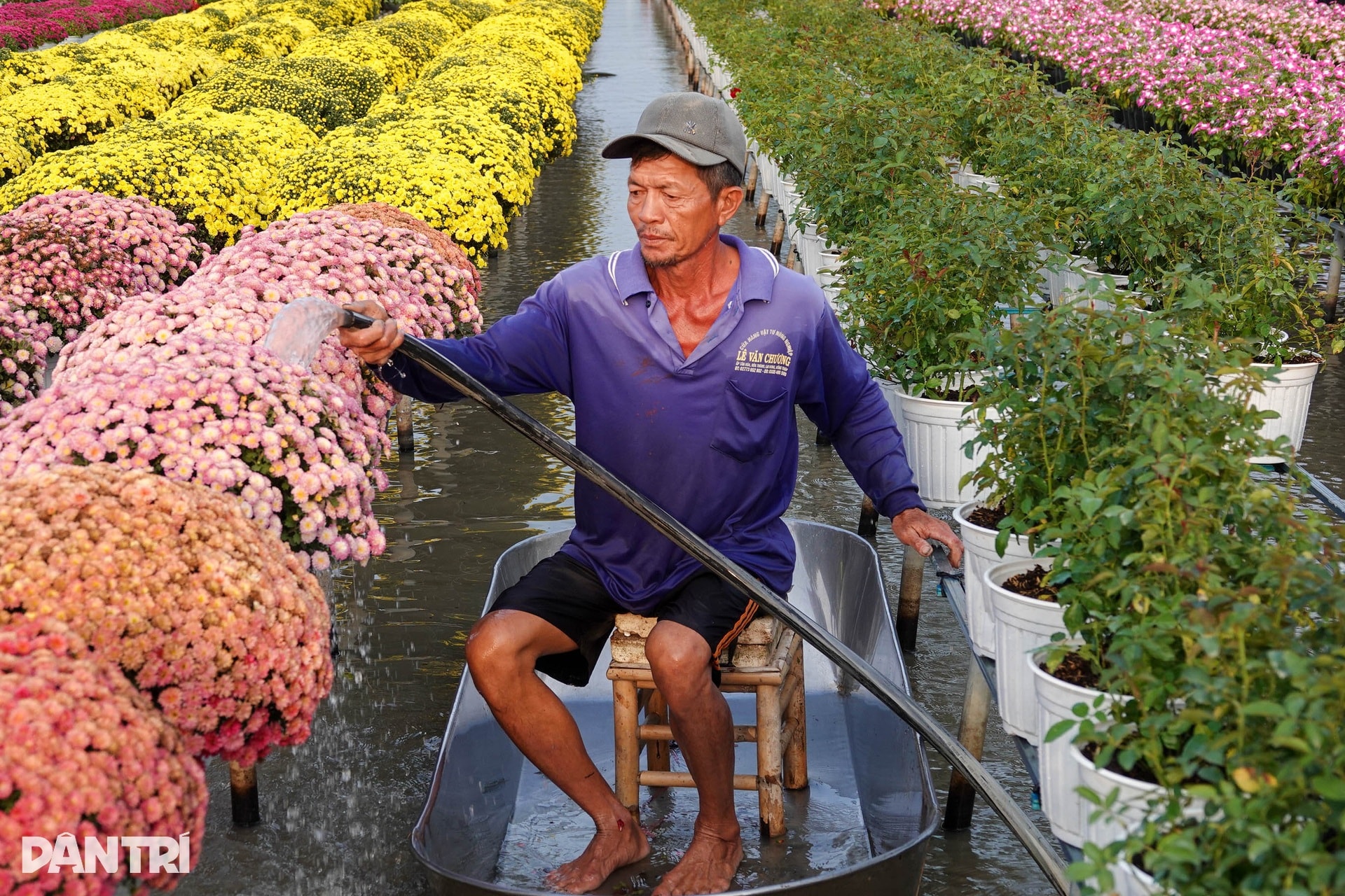 Ông chủ vườn hoa kiểng tăng thu nhập gấp bội với hướng đi mới - 7