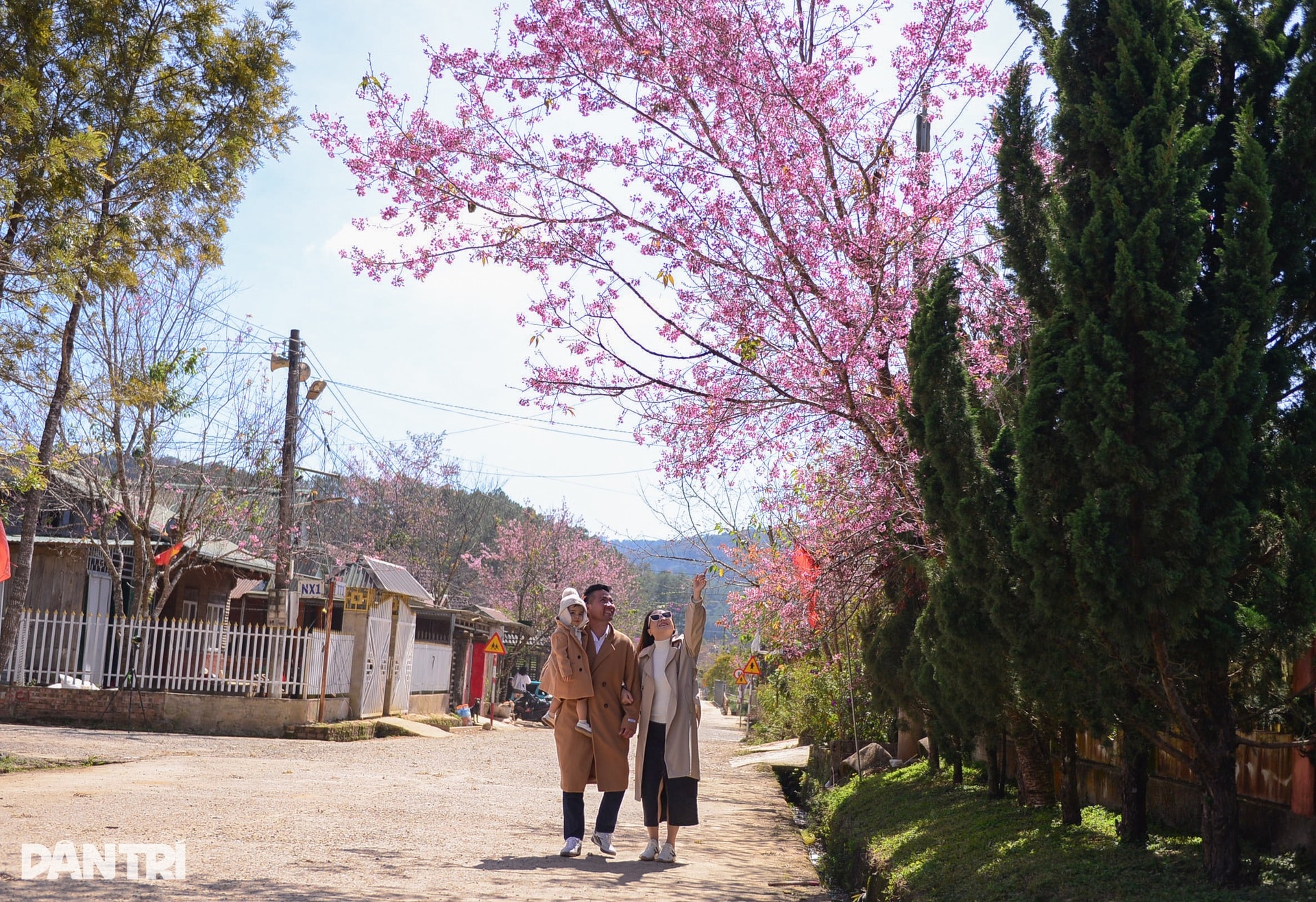 Mai anh đào bung nở, nhuộm hồng làng K’Ho ngoại ô Đà Lạt - 11