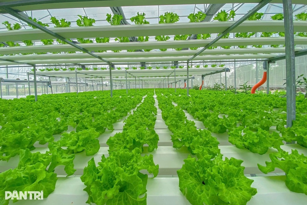 Chàng kỹ sư công nghệ rời phòng lạnh ra ruộng và triết lý “4 không” - 4