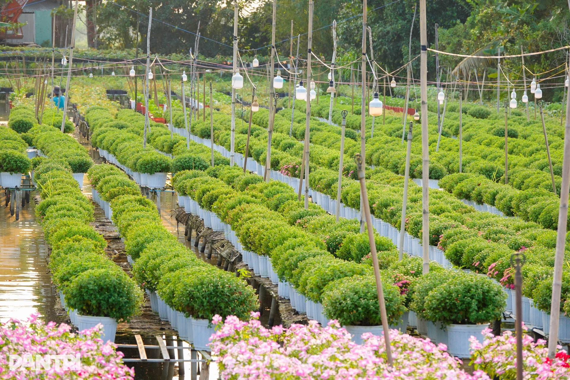 Ông chủ vườn hoa kiểng tăng thu nhập gấp bội với hướng đi mới - 13