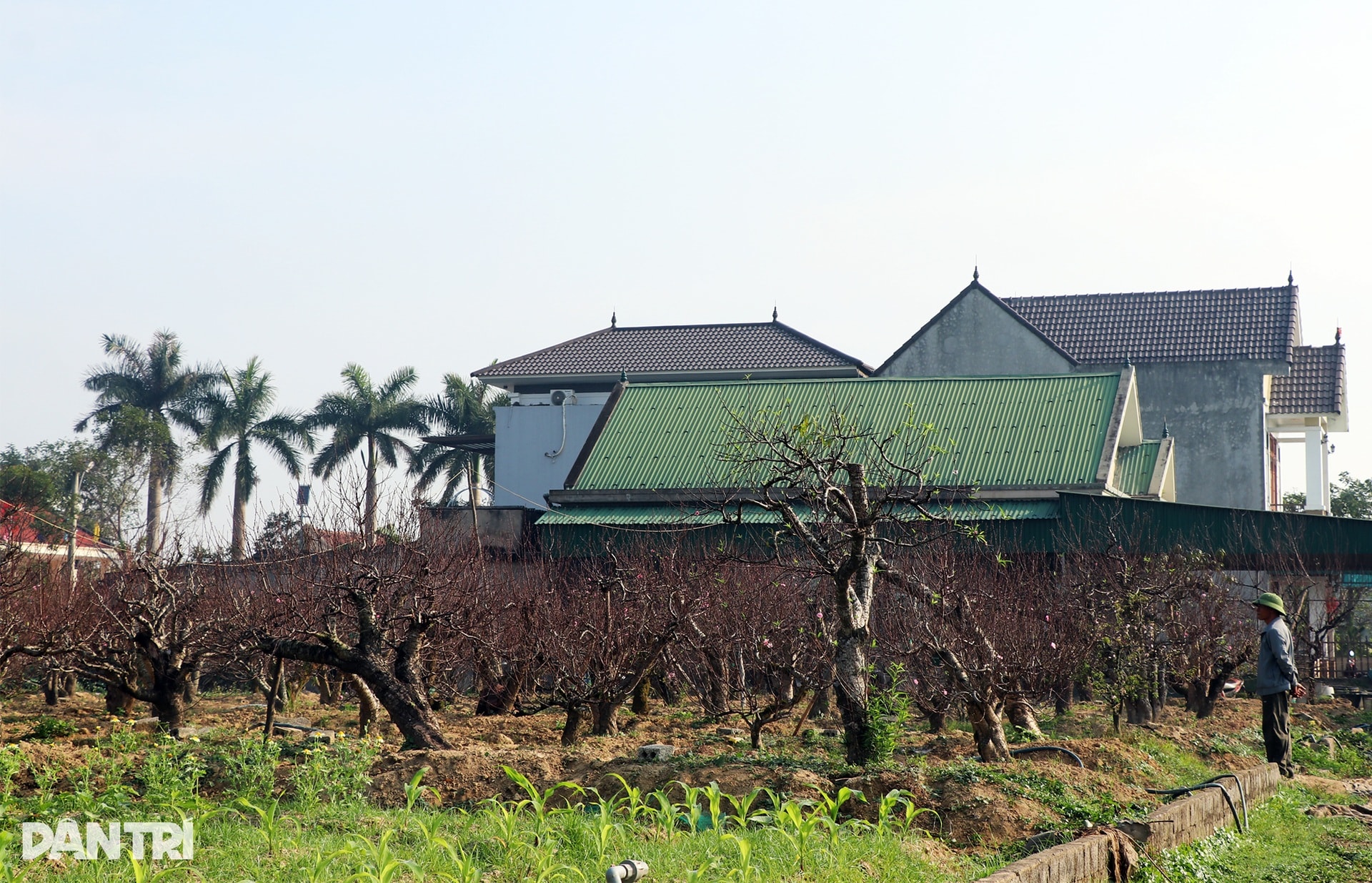Trồng đào Tết nhưng không bán, người đàn ông vẫn bỏ túi nửa tỷ đồng mỗi năm - 1