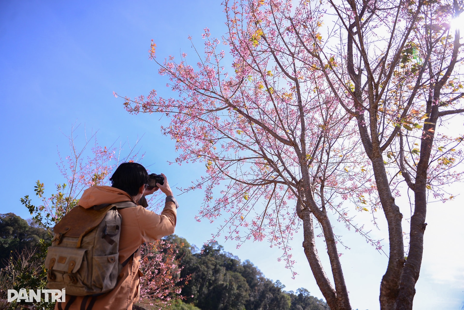 Mai anh đào bung nở, nhuộm hồng làng K’Ho ngoại ô Đà Lạt - 6