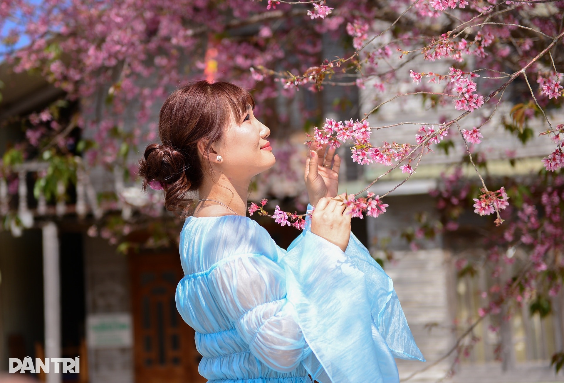 Mai anh đào bung nở, nhuộm hồng làng K’Ho ngoại ô Đà Lạt - 8