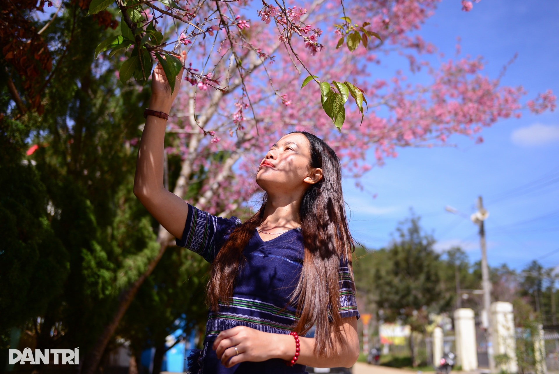 Mai anh đào bung nở, nhuộm hồng làng K’Ho ngoại ô Đà Lạt - 10