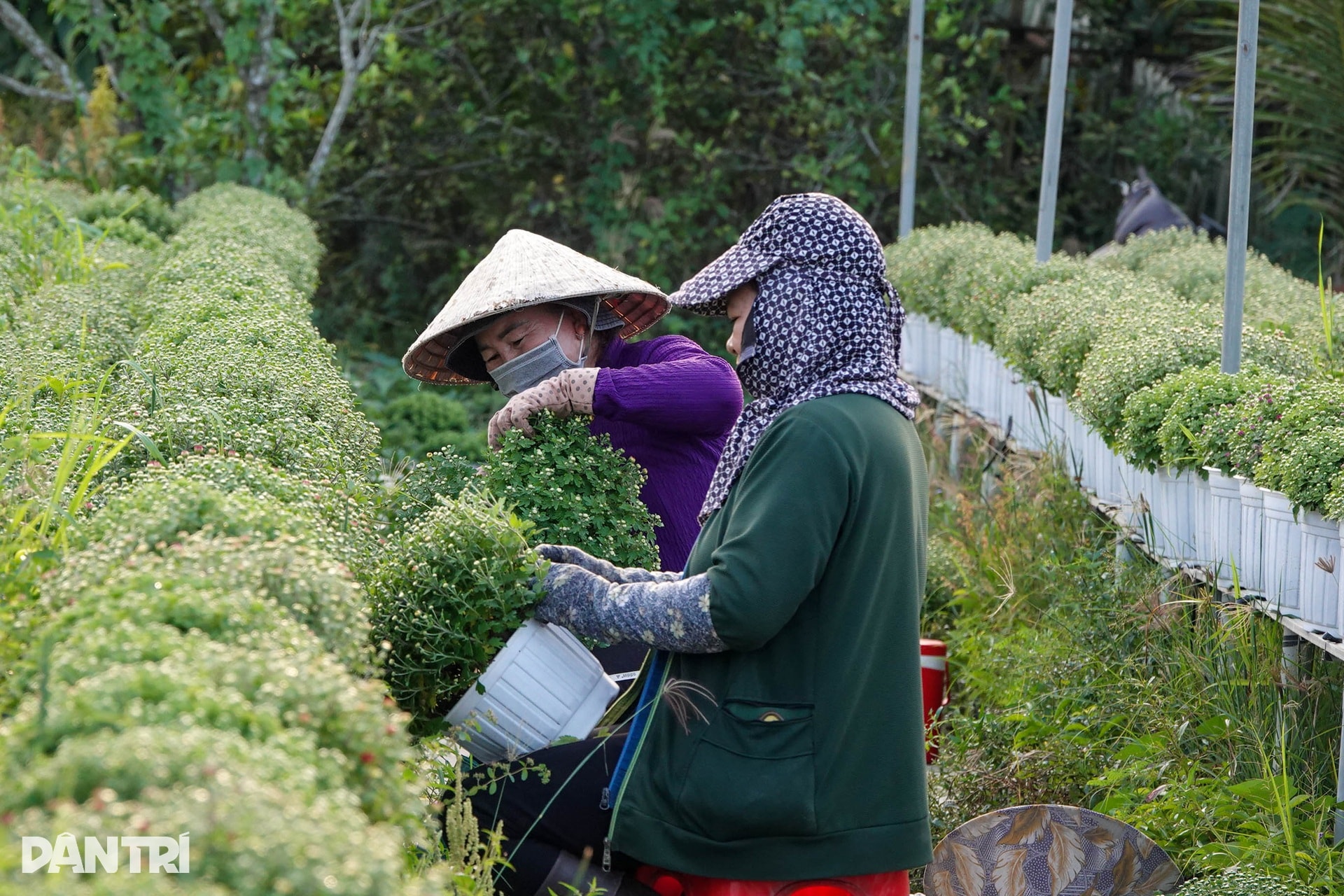 Ông chủ vườn hoa kiểng tăng thu nhập gấp bội với hướng đi mới - 12