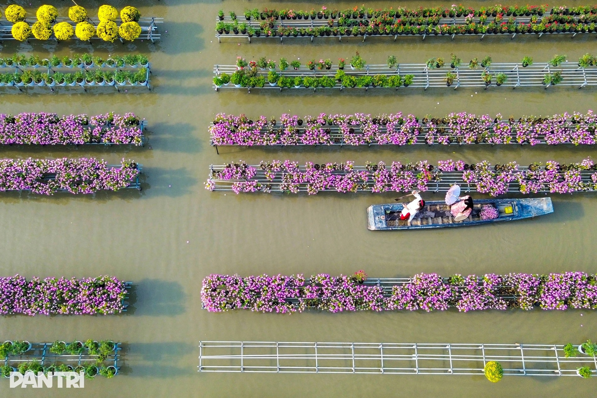 Ông chủ vườn hoa kiểng tăng thu nhập gấp bội với hướng đi mới - 8