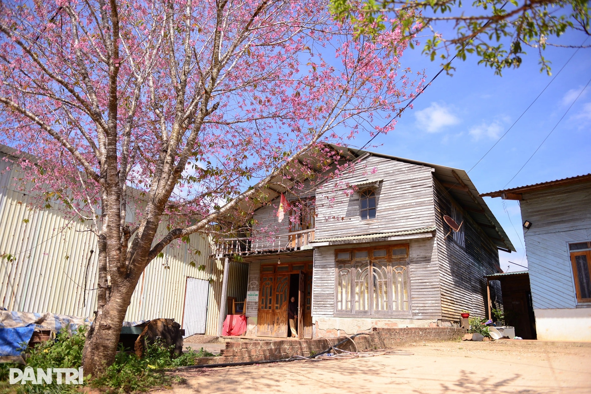 Mai anh đào bung nở, nhuộm hồng làng K’Ho ngoại ô Đà Lạt - 1