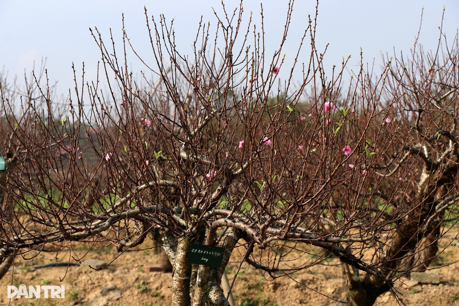 Trồng đào Tết nhưng không bán, người đàn ông vẫn bỏ túi nửa tỷ đồng mỗi năm - 10