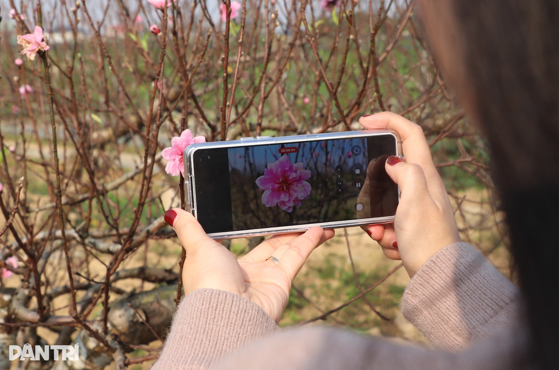 Trồng đào Tết nhưng không bán, người đàn ông vẫn bỏ túi nửa tỷ đồng mỗi năm - 9