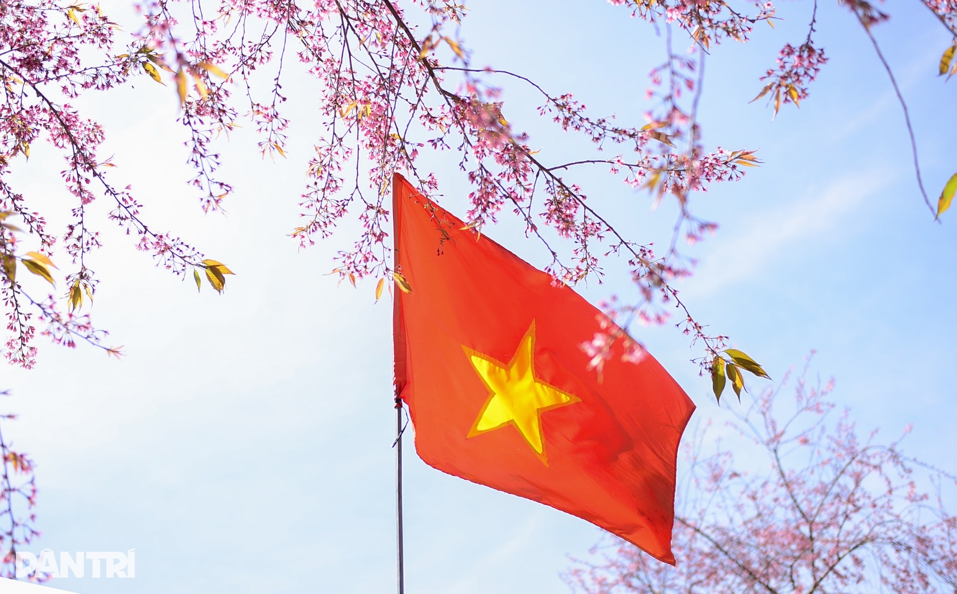 Mai anh đào bung nở, nhuộm hồng làng K’Ho ngoại ô Đà Lạt - 5