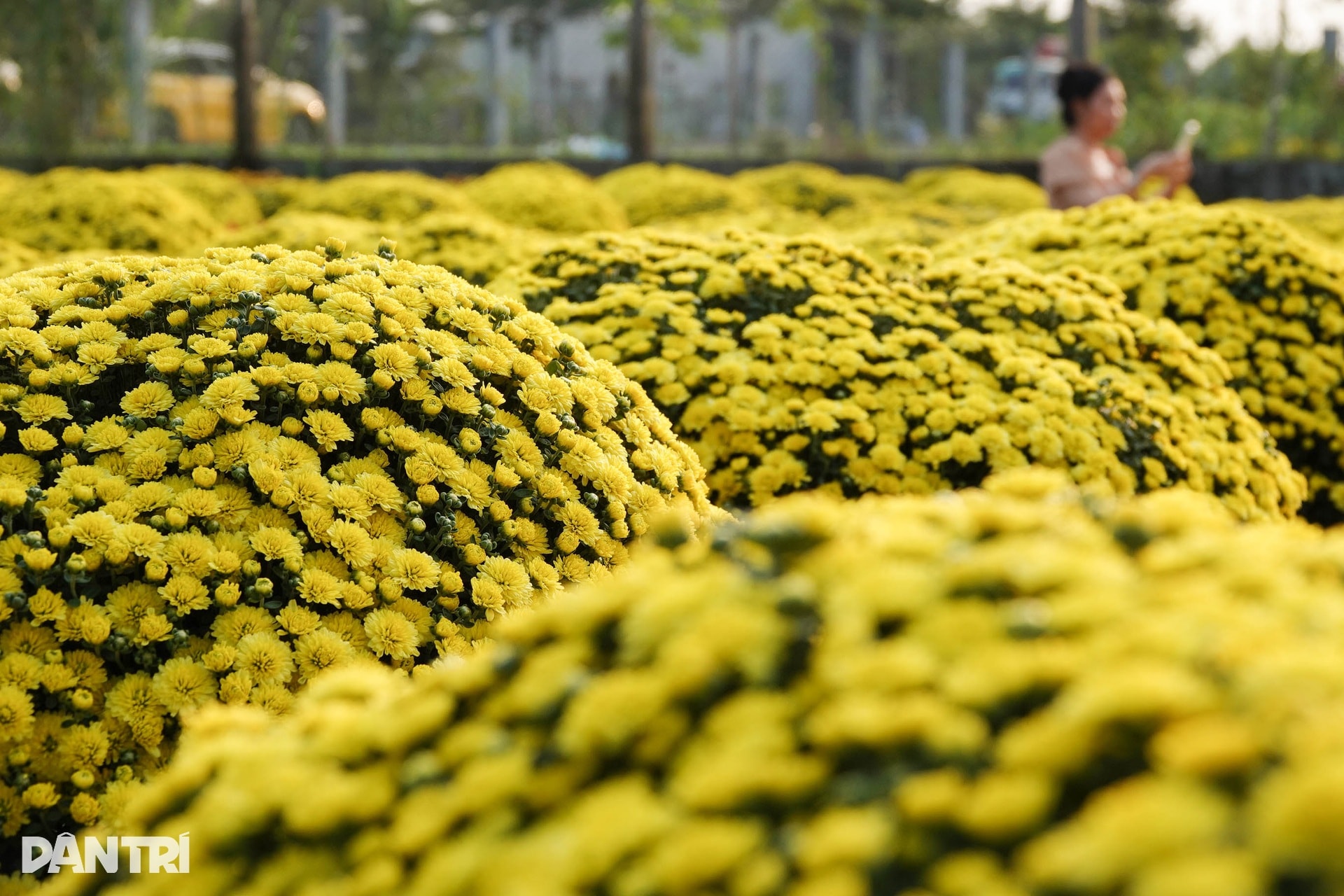 Ông chủ vườn hoa kiểng tăng thu nhập gấp bội với hướng đi mới - 5