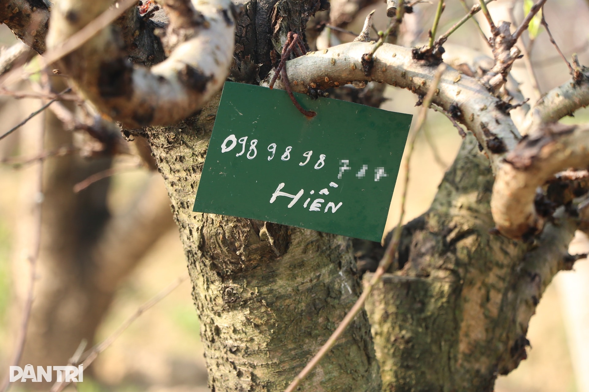 Trồng đào Tết nhưng không bán, người đàn ông vẫn bỏ túi nửa tỷ đồng mỗi năm - 11