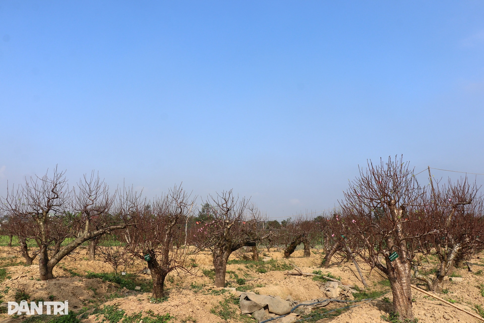 Trồng đào Tết nhưng không bán, người đàn ông vẫn bỏ túi nửa tỷ đồng mỗi năm - 12
