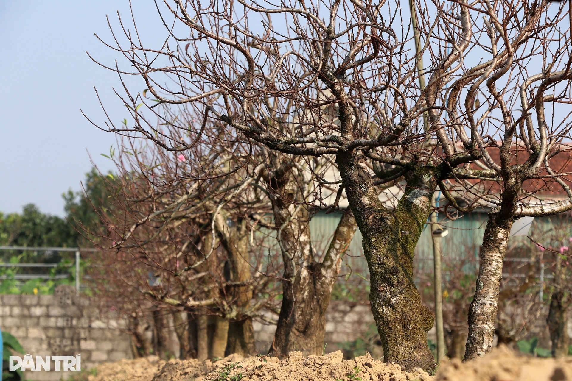 Trồng đào Tết nhưng không bán, người đàn ông vẫn bỏ túi nửa tỷ đồng mỗi năm - 3