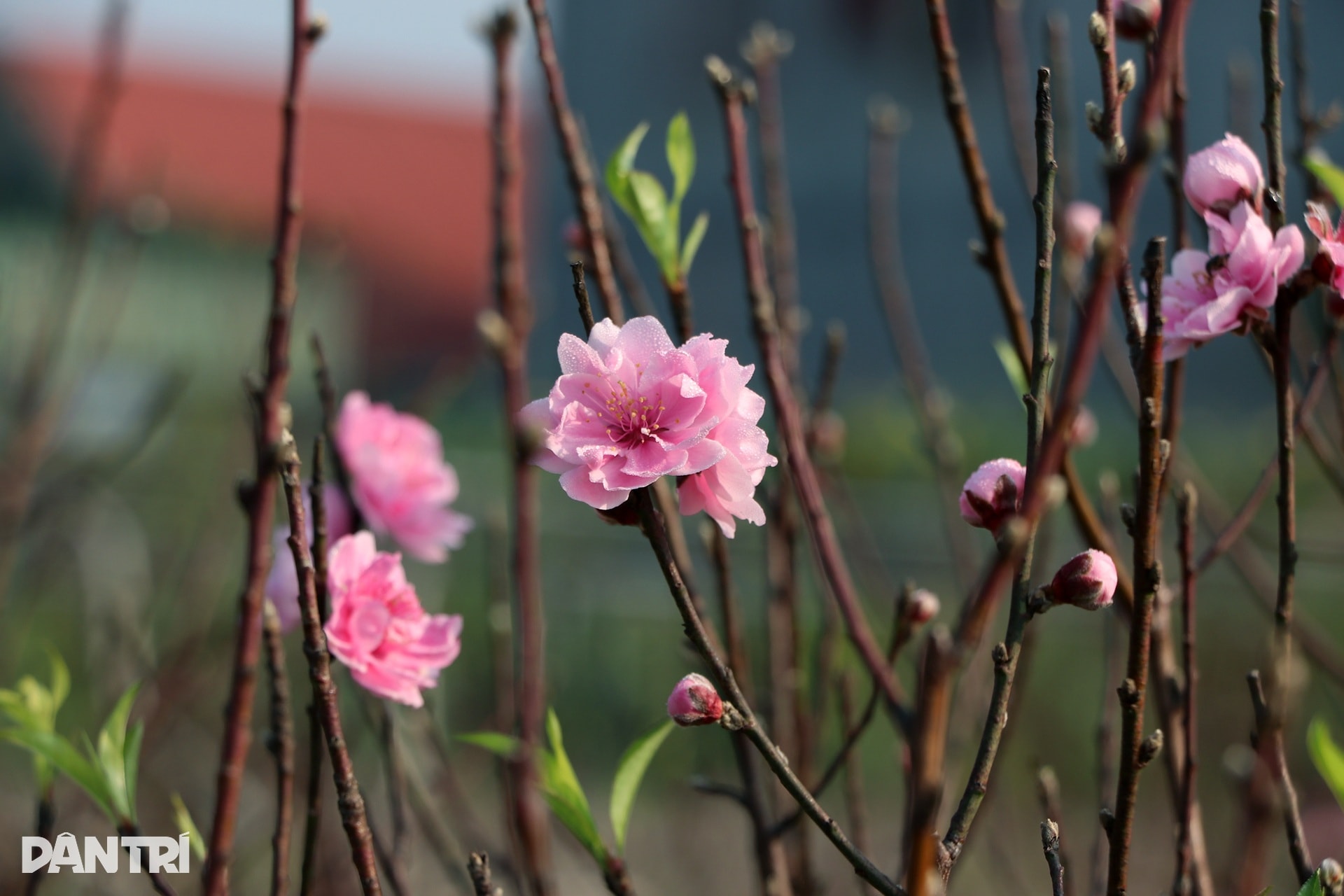 Trồng đào Tết nhưng không bán, người đàn ông vẫn bỏ túi nửa tỷ đồng mỗi năm - 4