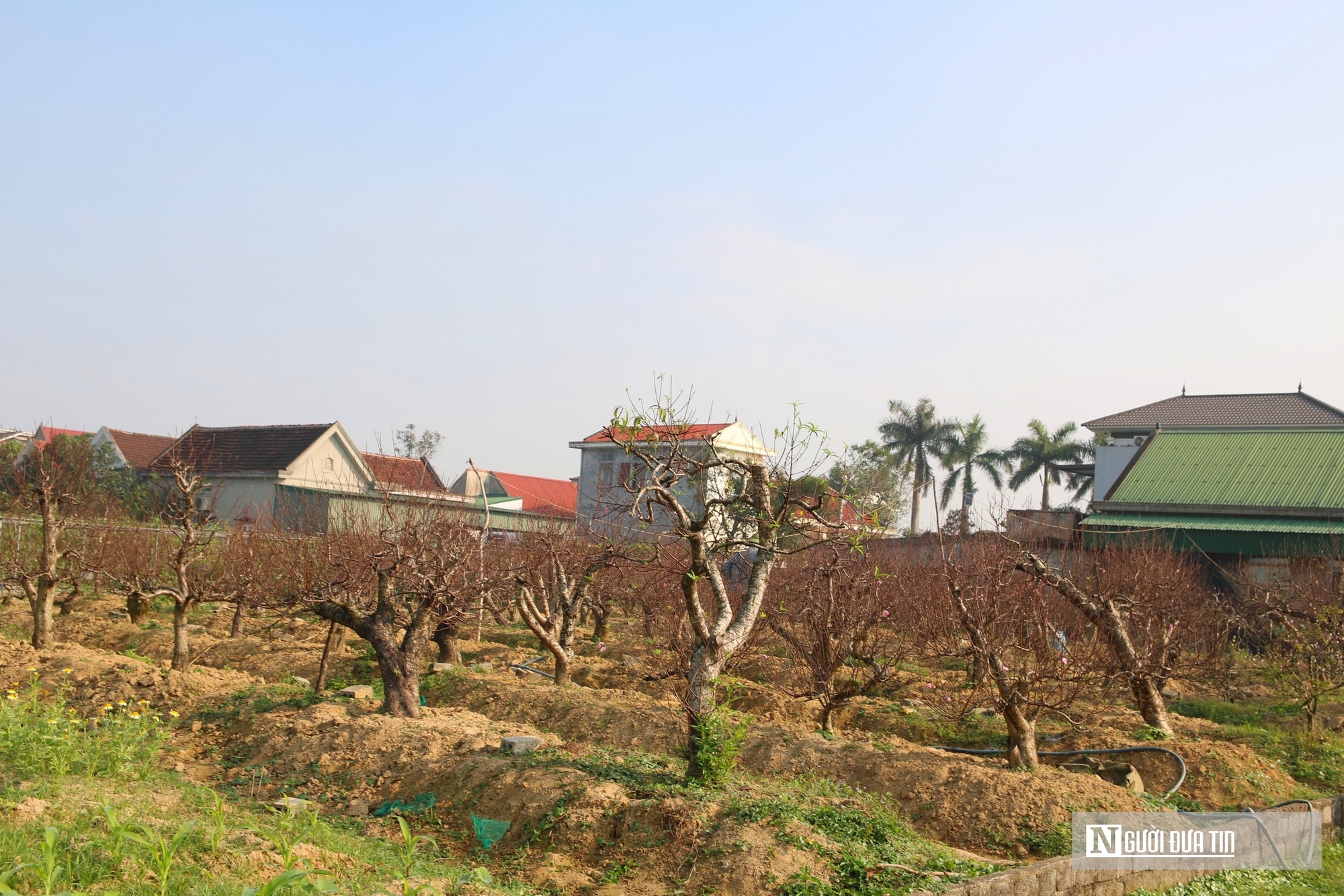 Anh nông dân bỏ túi nửa tỷ đồng nhờ dịch vụ chăm sóc và cho thuê đào Tết - Ảnh 1.