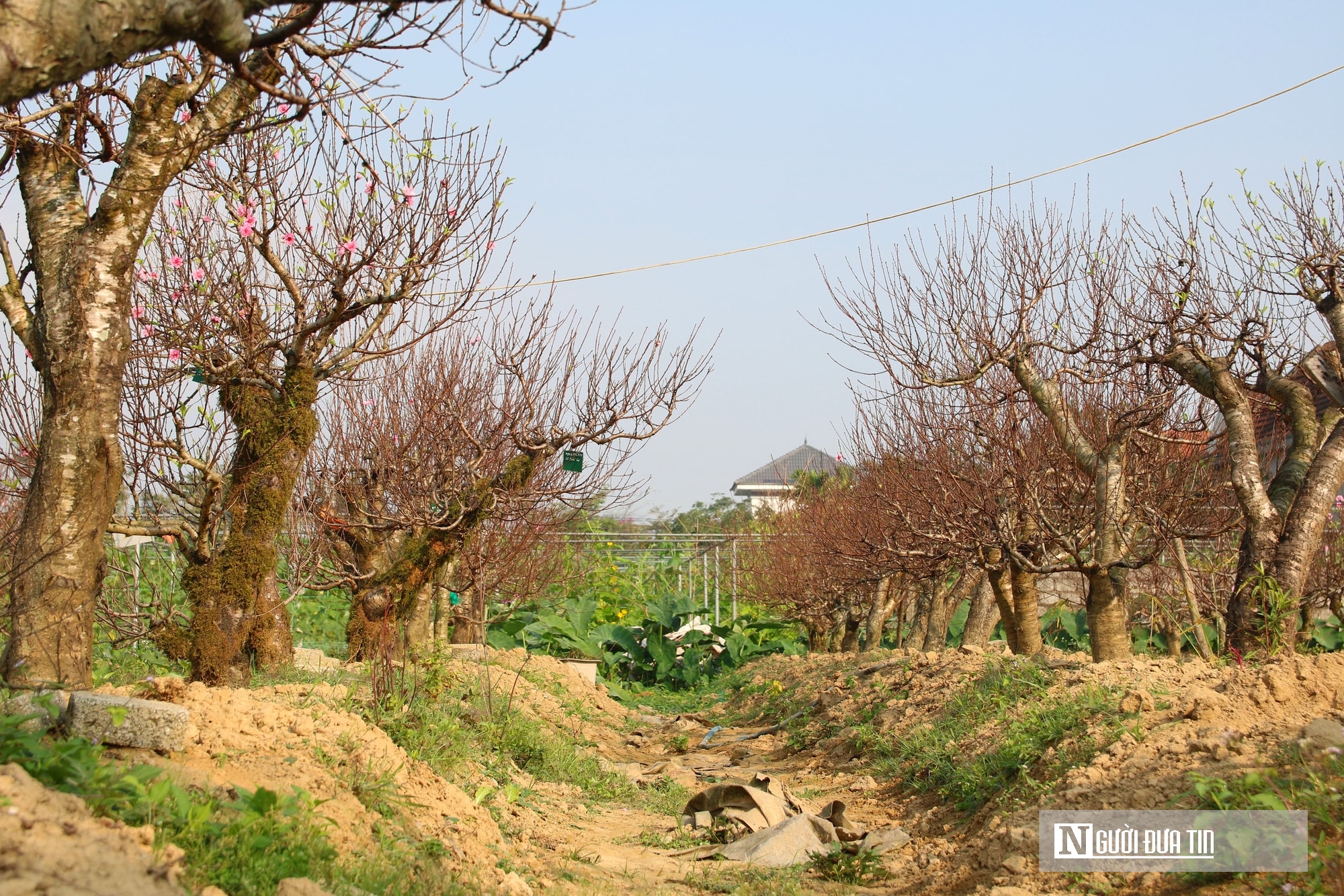 Anh nông dân bỏ túi nửa tỷ đồng nhờ dịch vụ chăm sóc và cho thuê đào Tết - Ảnh 2.