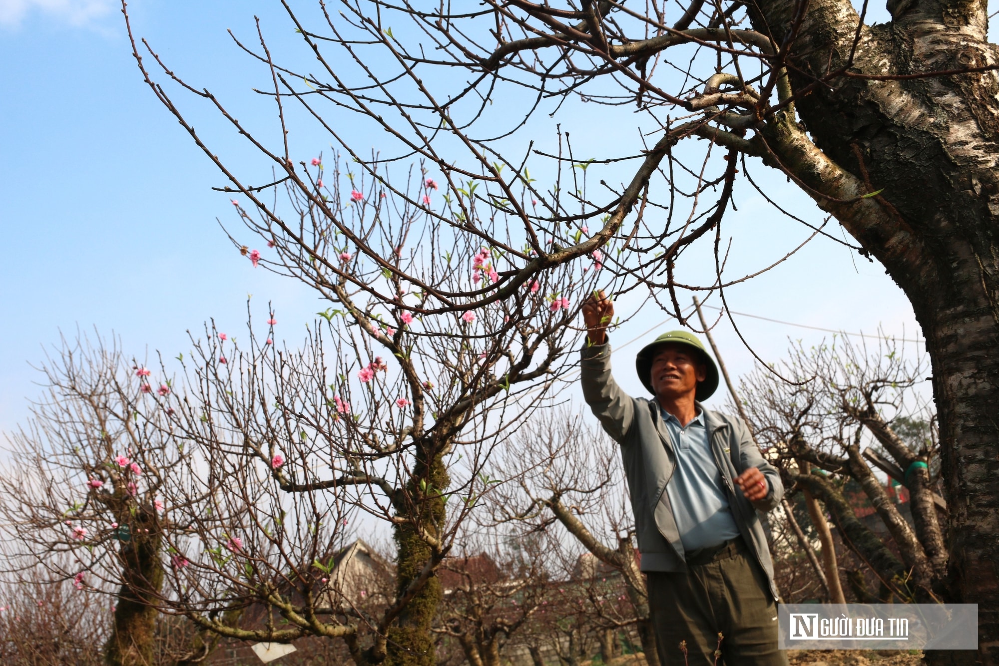 Anh nông dân bỏ túi nửa tỷ đồng nhờ dịch vụ chăm sóc và cho thuê đào Tết - Ảnh 4.