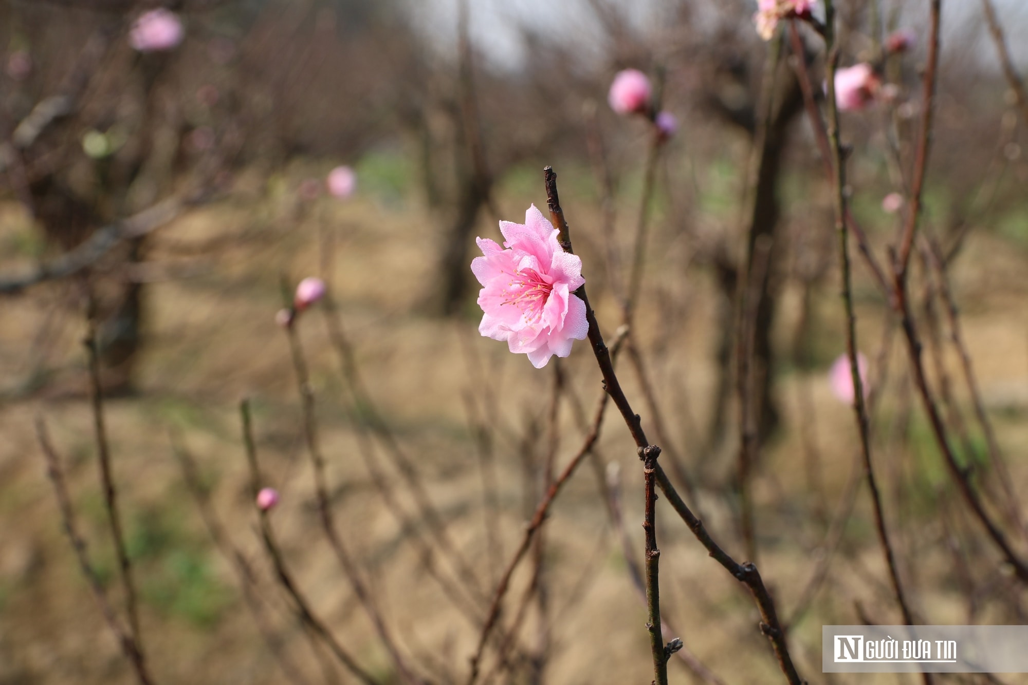 Anh nông dân bỏ túi nửa tỷ đồng nhờ dịch vụ chăm sóc và cho thuê đào Tết - Ảnh 5.