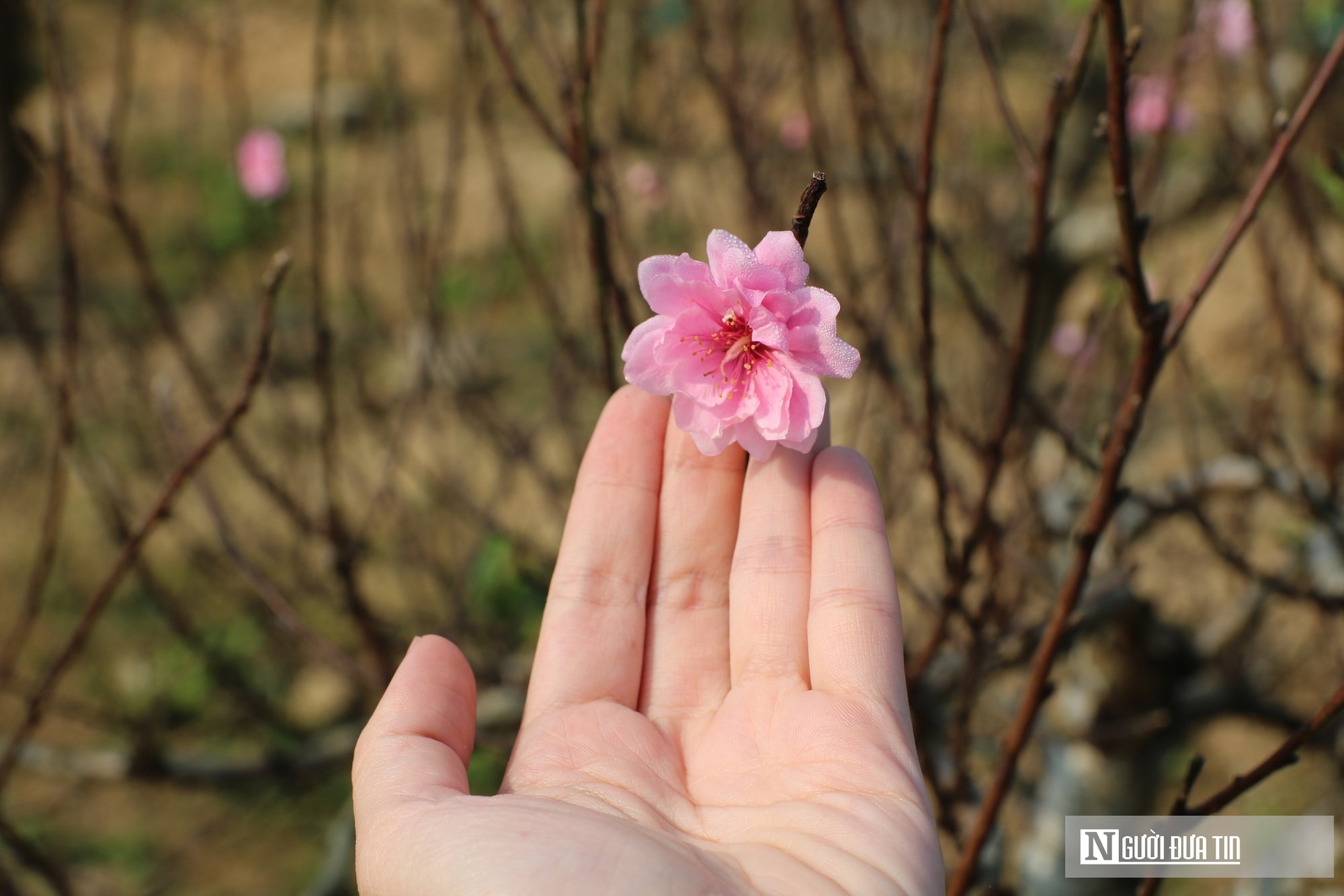Anh nông dân bỏ túi nửa tỷ đồng nhờ dịch vụ chăm sóc và cho thuê đào Tết - Ảnh 6.