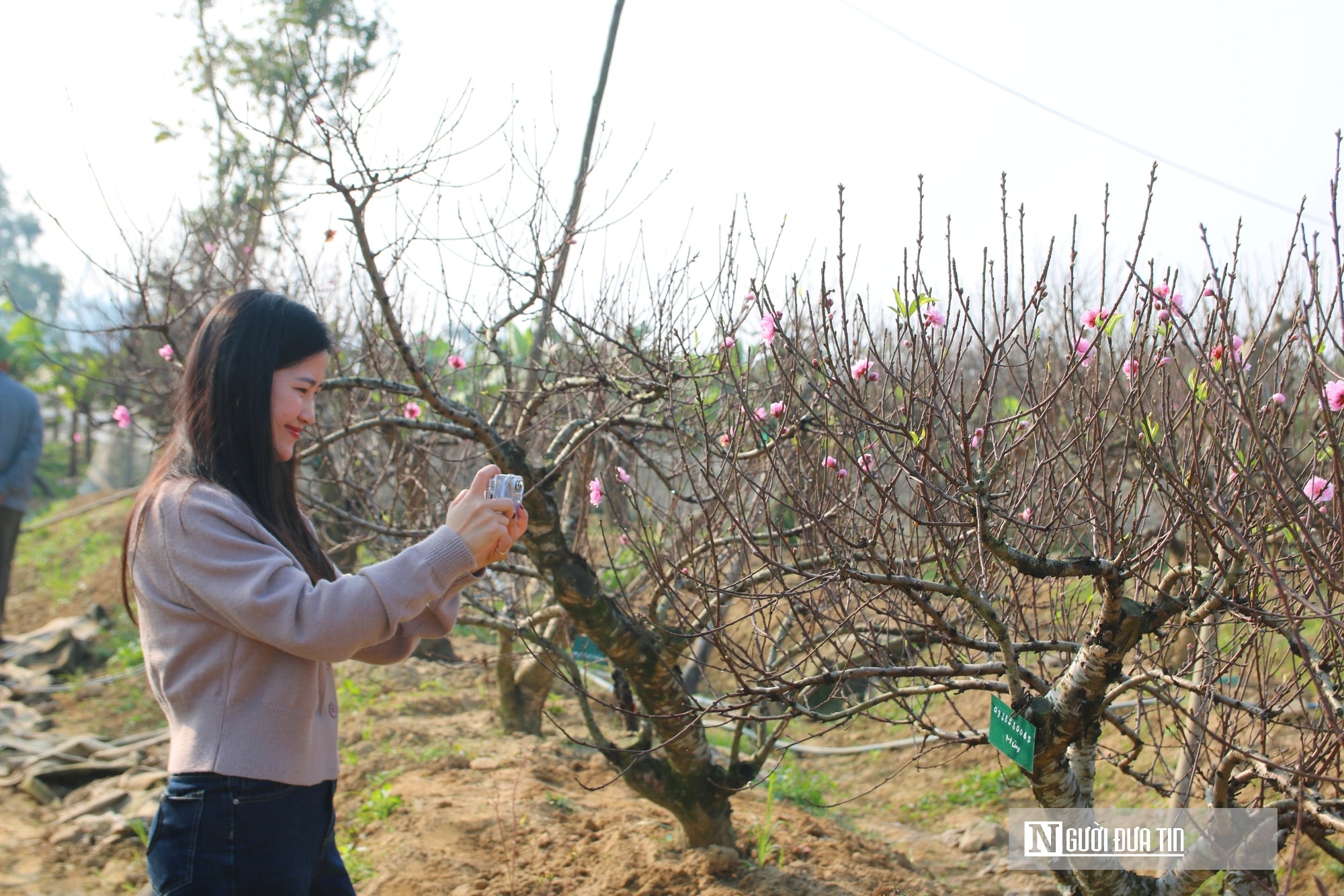 Anh nông dân bỏ túi nửa tỷ đồng nhờ dịch vụ chăm sóc và cho thuê đào Tết - Ảnh 10.