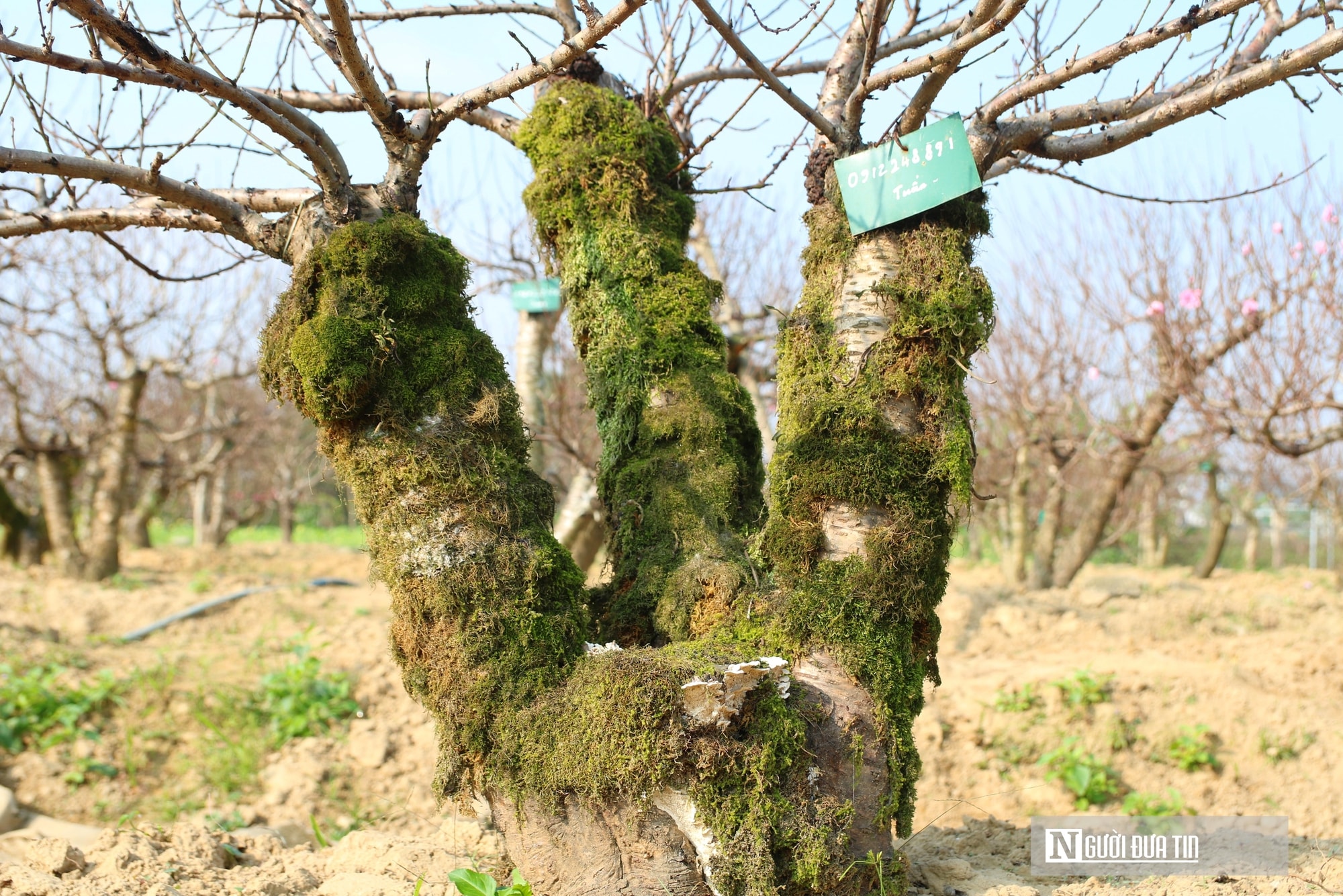 Anh nông dân bỏ túi nửa tỷ đồng nhờ dịch vụ chăm sóc và cho thuê đào Tết - Ảnh 11.