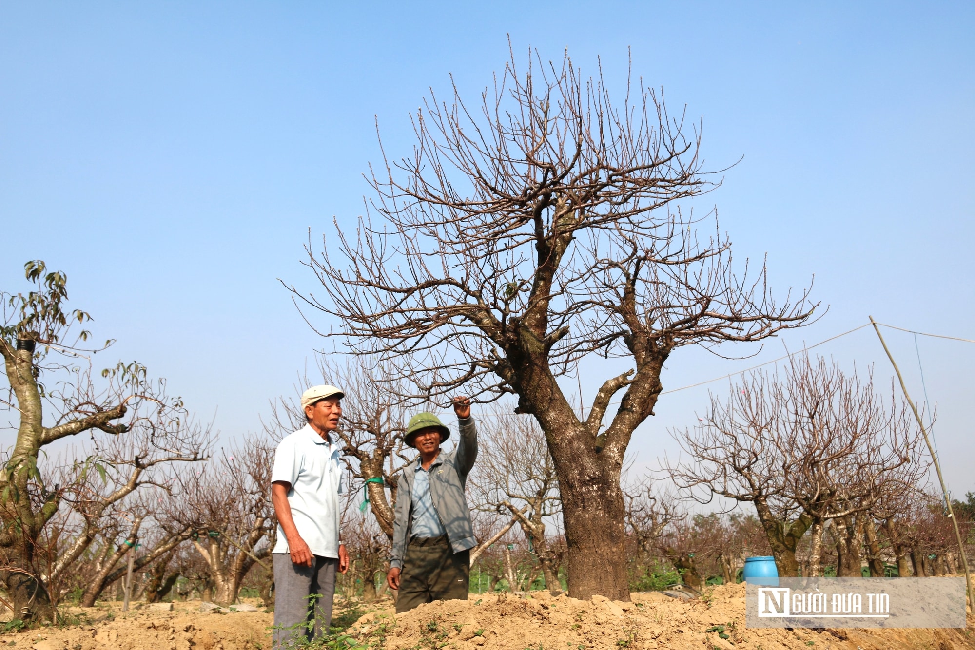 Anh nông dân bỏ túi nửa tỷ đồng nhờ dịch vụ chăm sóc và cho thuê đào Tết - Ảnh 12.