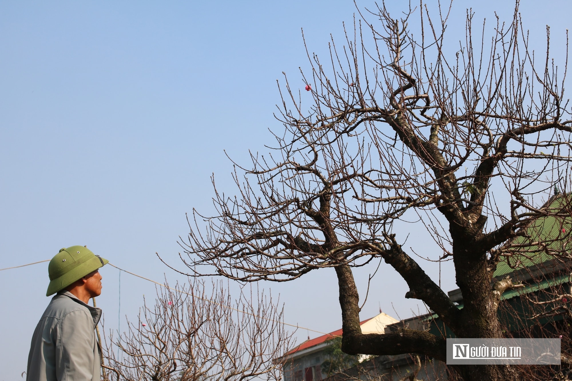 Anh nông dân bỏ túi nửa tỷ đồng nhờ dịch vụ chăm sóc và cho thuê đào Tết - Ảnh 3.