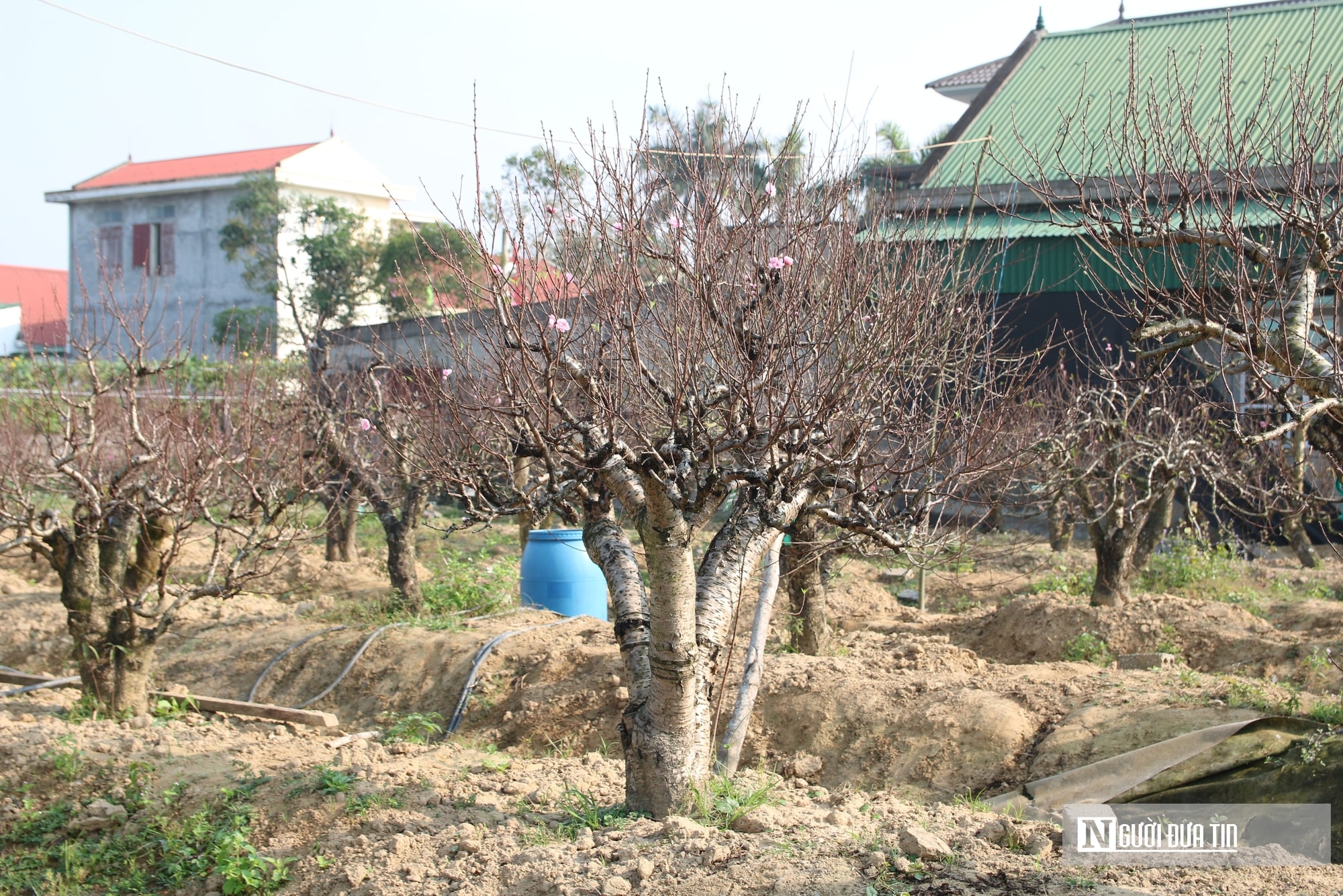 Anh nông dân bỏ túi nửa tỷ đồng nhờ dịch vụ chăm sóc và cho thuê đào Tết - Ảnh 8.