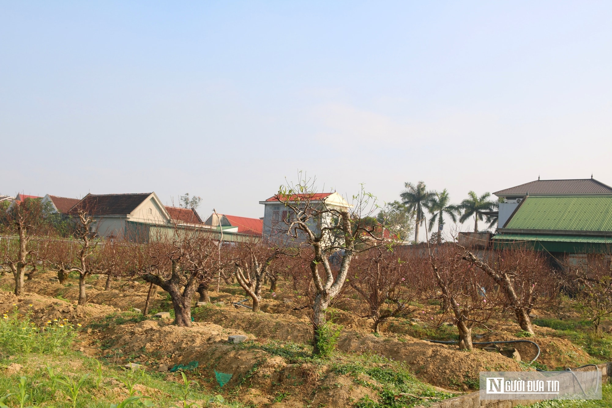 Anh nông dân bỏ túi nửa tỷ đồng nhờ dịch vụ chăm sóc và cho thuê đào Tết - Ảnh 14.