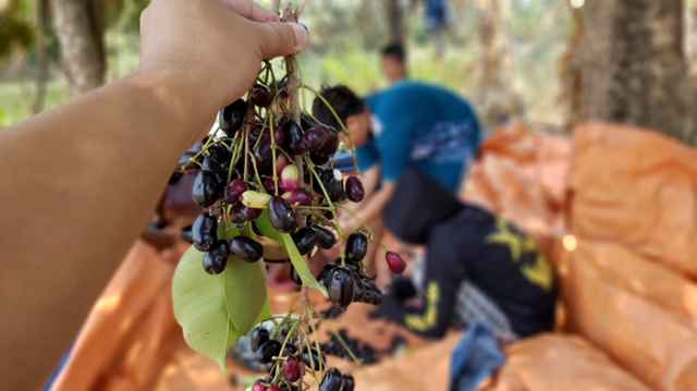 Loại cây dại ở Việt Nam, nay "trời tây" bán nửa triệu/kg vẫn có người rút hầu bao - Ảnh 1.