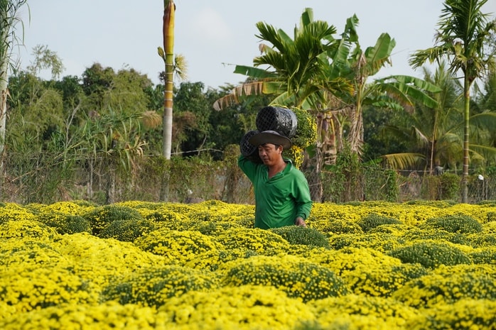 Cộng đồng hỗ trợ tiêu thụ cúc mâm xôi nở sớm cho nhà vườn miền Tây - Ảnh 1.
