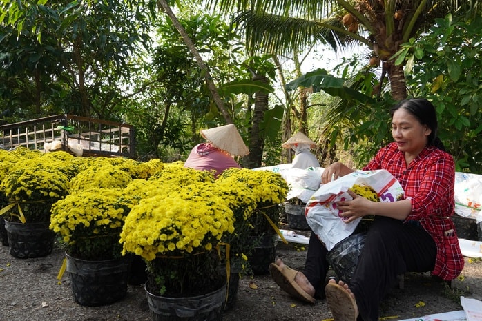 Cộng đồng hỗ trợ tiêu thụ cúc mâm xôi nở sớm cho nhà vườn miền Tây - Ảnh 2.